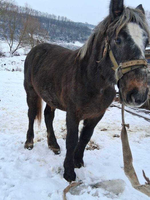 Vînd mînz de 1 jumate cu acte înregula învățat  si la căruța