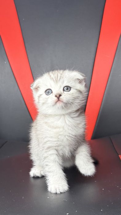 Шотландский фолд [Сотилмайди] Вязка тоза насл!