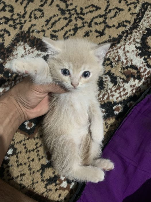 Mushuk sotiladi продаётса кошка