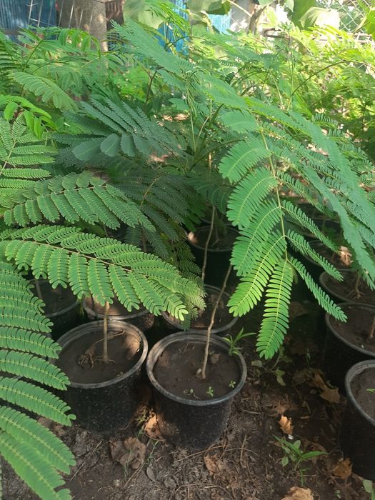 Arbore de mătase
