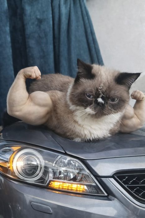 Кот Экзот 8- месяцев