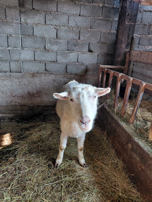 Таза занен ешкиси.лагы сатылды