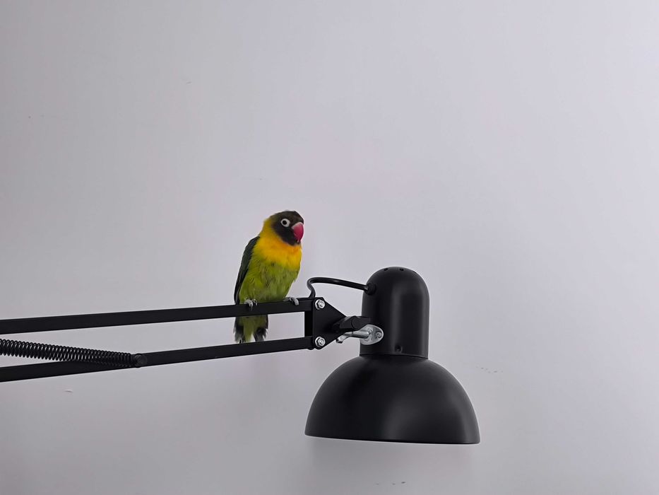 Попугай, неразлучника