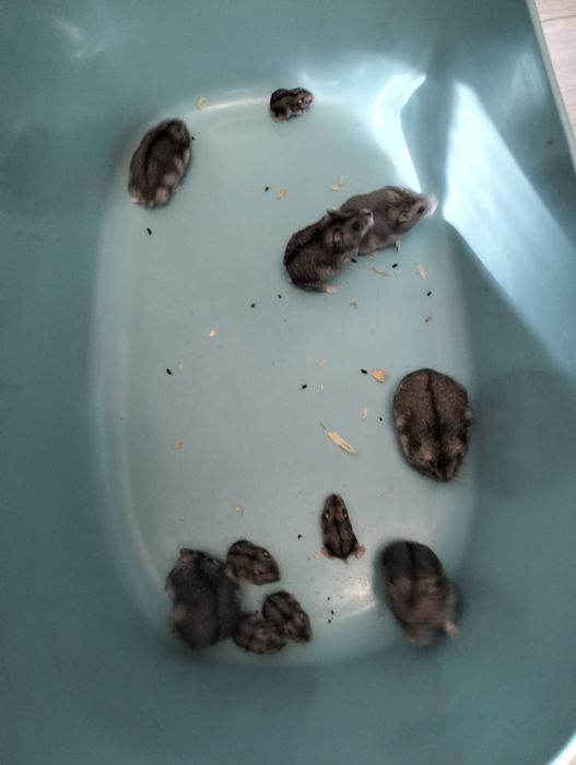 Hamsteri jucăuși