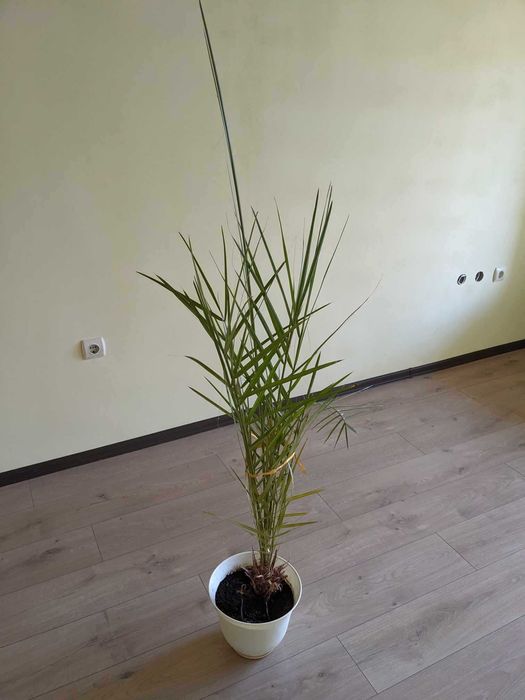 Финикова палма 18-годишна