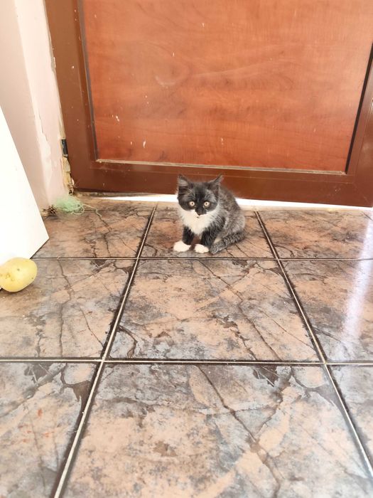 Подарявам малки котенца
