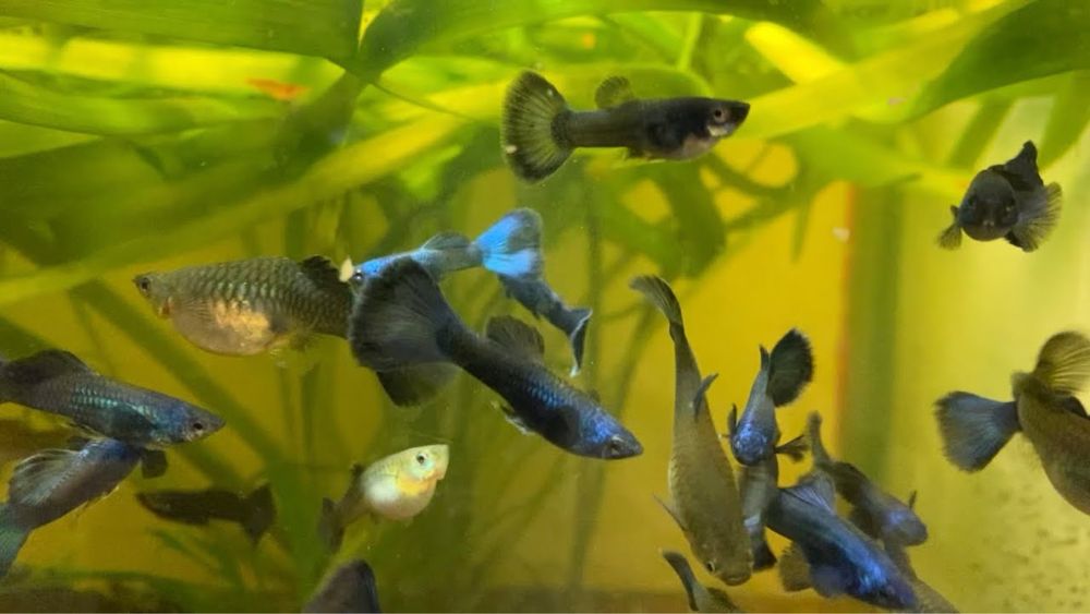 Гуппи московская синяя