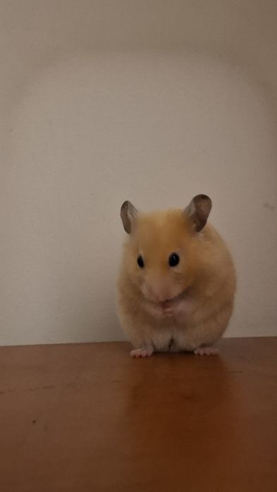 Hamsterii de vânzare