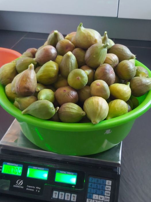 Puiet de Smochin, soiuri diferite