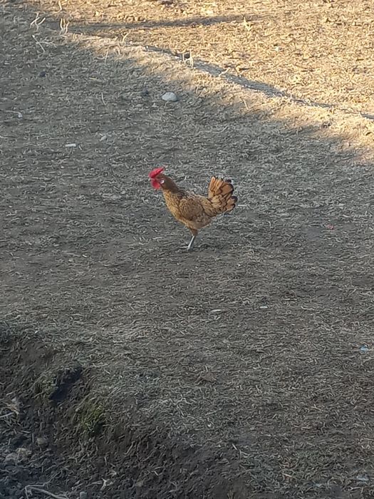 Продаётся карлик