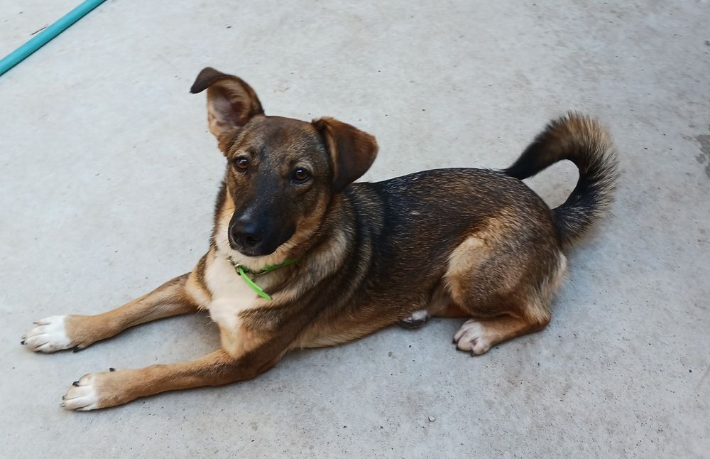 Подарявам кученце Зара