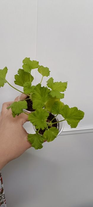 В наличии цветочки по 1000 тенге