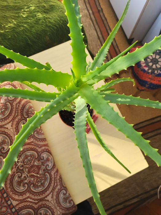 Цветя алое вера индрише дървото на живота красива лилава детелина