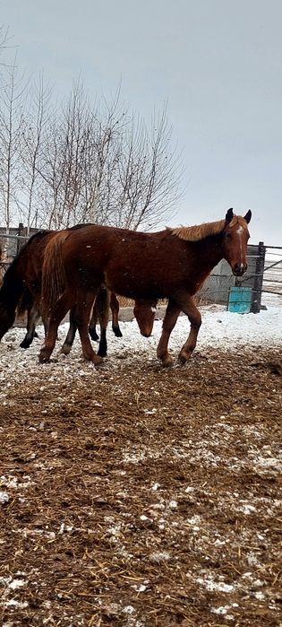 Продам тайчиков на соғым 600