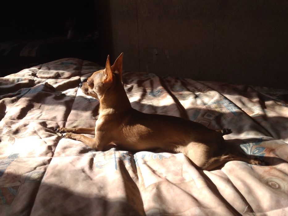 Вязка той терьера