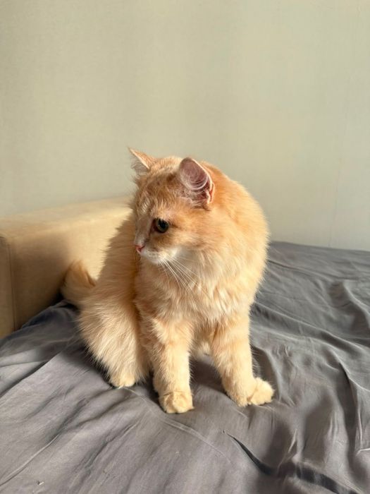 Кошка в добрые руки