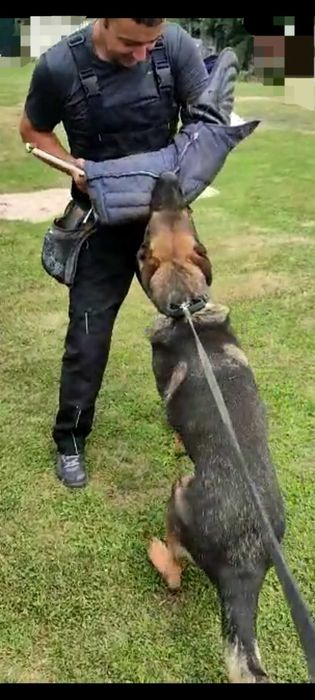 Dresaj canin # K9