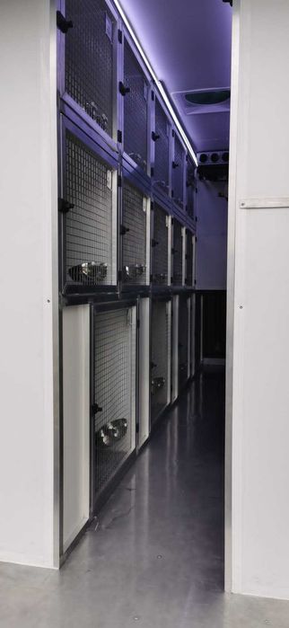 Transport CAINI si Pisici Autorizat Romania ANGLIA si invers !