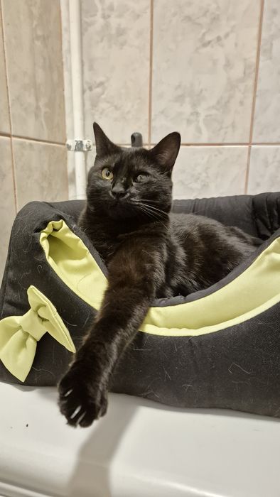 Kiki si Pirata pisicile