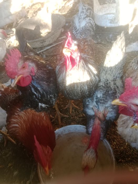 Продам петух продам