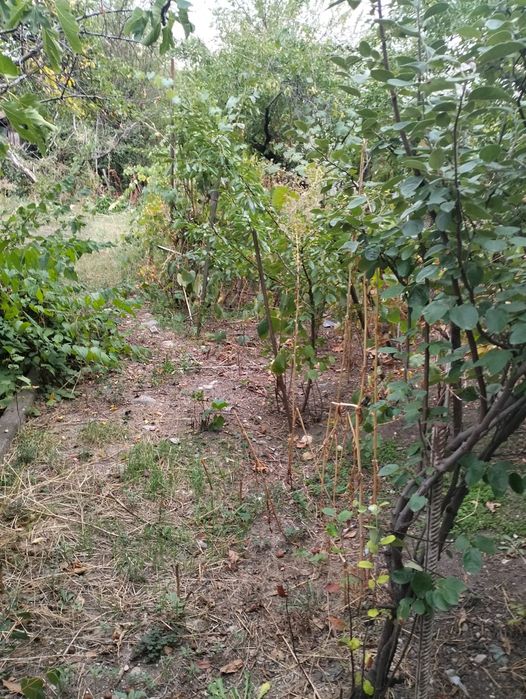 Vând teren intravilan, central, Str. Dorobanti,  in Dr. Tr.Severin