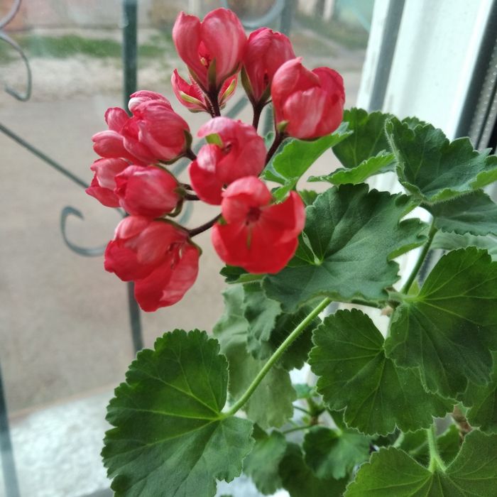 Тюльпановидная пеларгония.