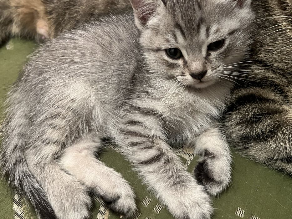 Котенок бесплатно