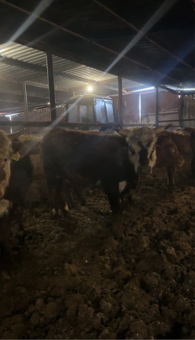 Быки на откорме 11 голов