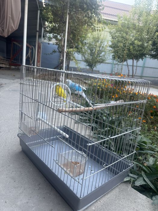 Волнистые попугайчики