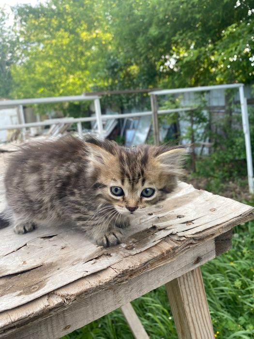 Отдам даром котят