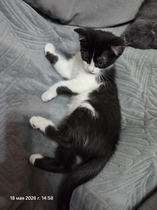 Котятки ищут новый дом