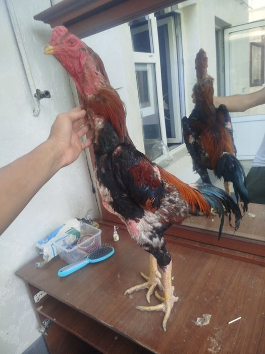 Dakan horozzzzz  Horoz sotladi yeb icwi cotkii 5 kilo nari beri ves bo