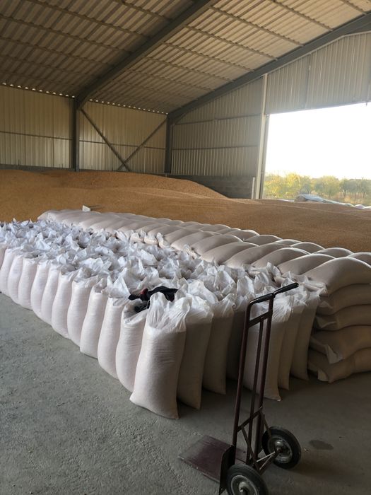 Vand porumb boabe 1,1leu / kg