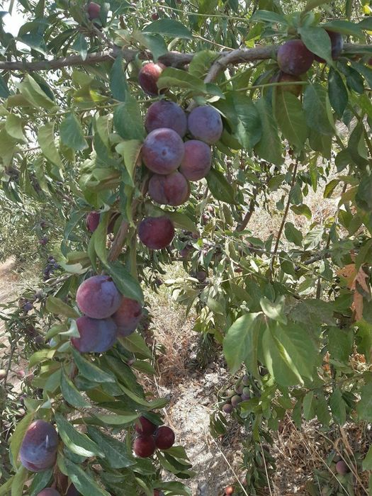 СЛИВА КОРОЛИ ОЛХУРИ Кучатлари бор сортига кафолат берамиз