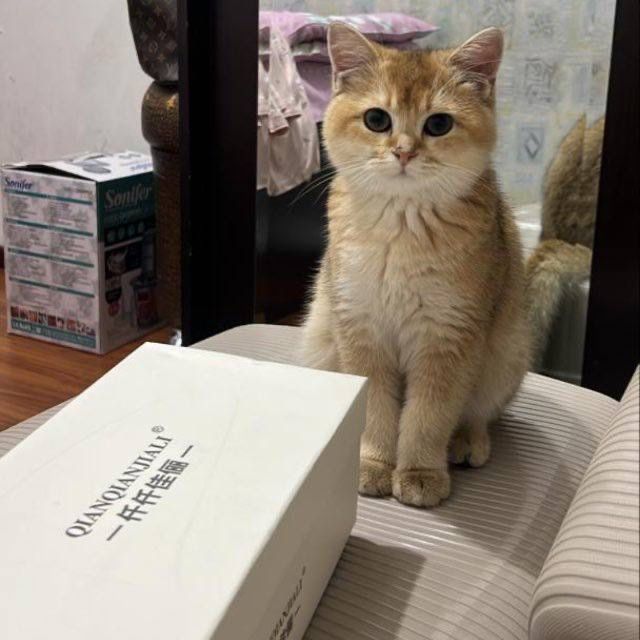 Scotish fold shinshila paroda скотиш фолд srochno