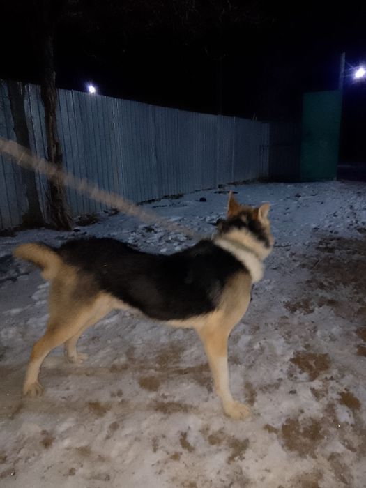 Саудасы бар таза лайка