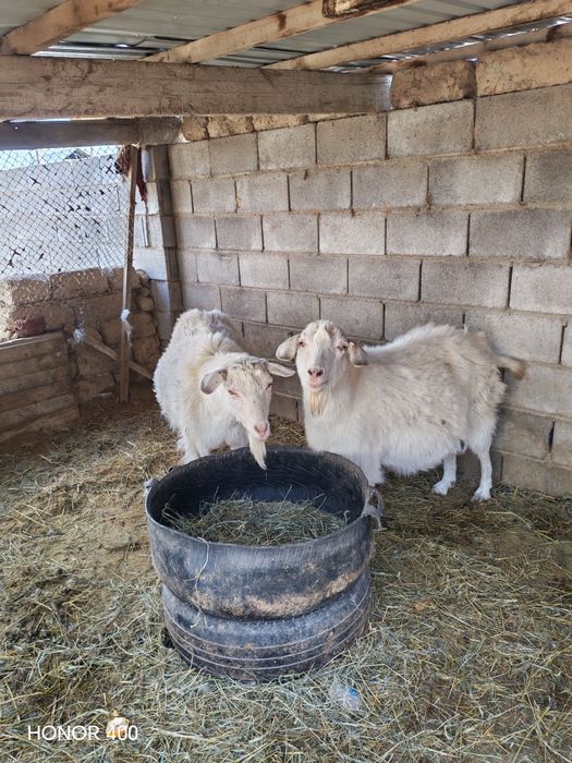 Сауын ешкилер сатылады