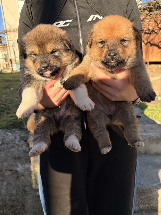 Подарявам кученца