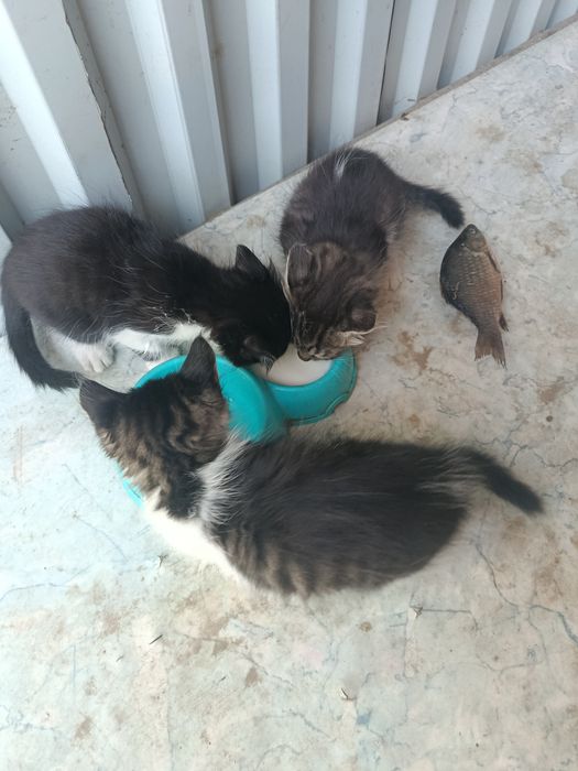 Отдам котят в добрые руки