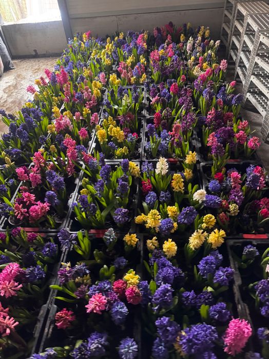 Zambila inflorita și parfumată