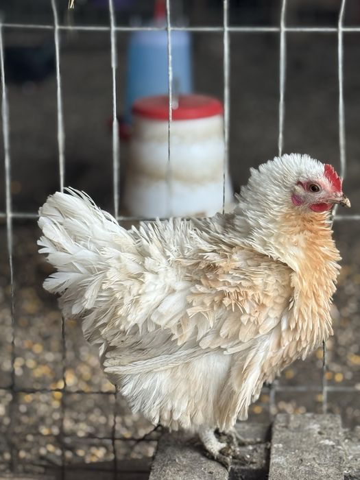 Ouă incubat gaini frezate.