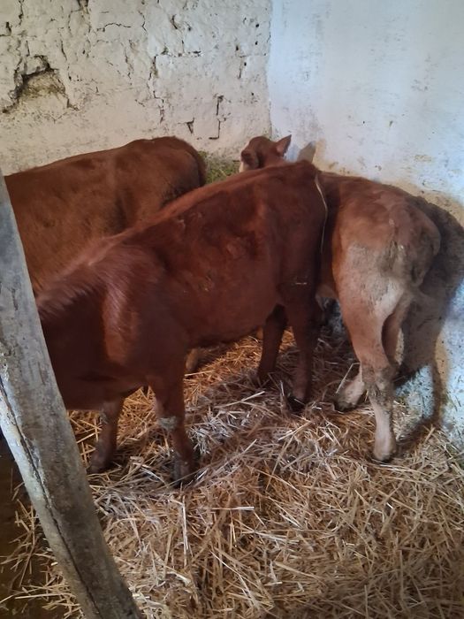 De vanzare 3 vicele maj múlt la telefon