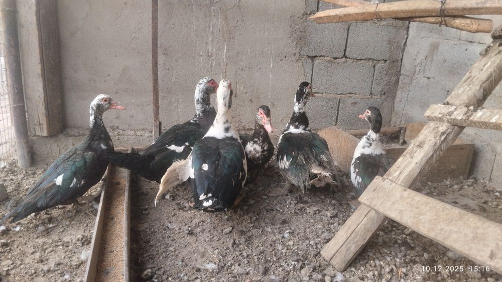 Продам индоуток Селезн