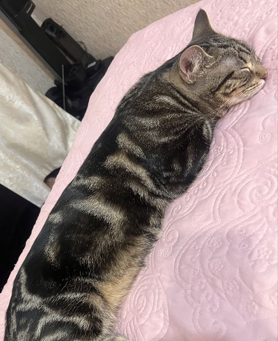 Отдам Кота в хорошие руки