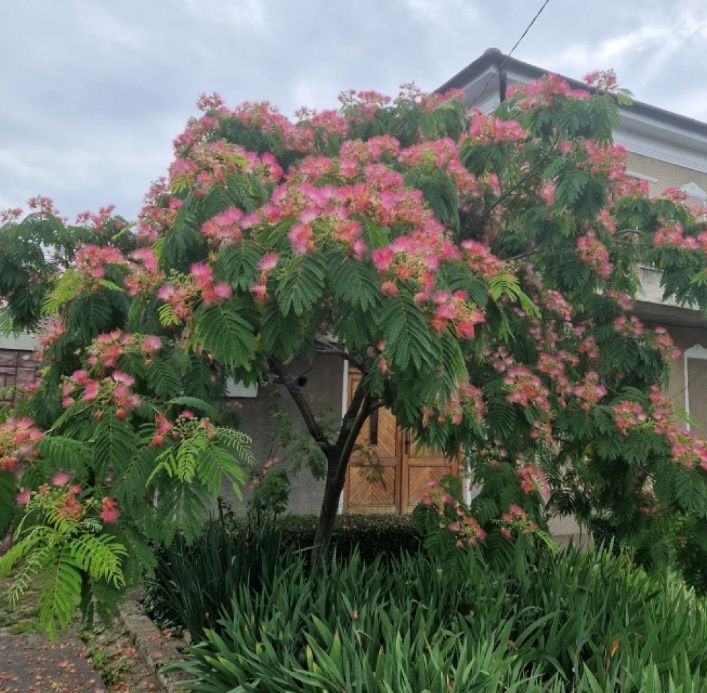 Albizia - Arbore de mătase