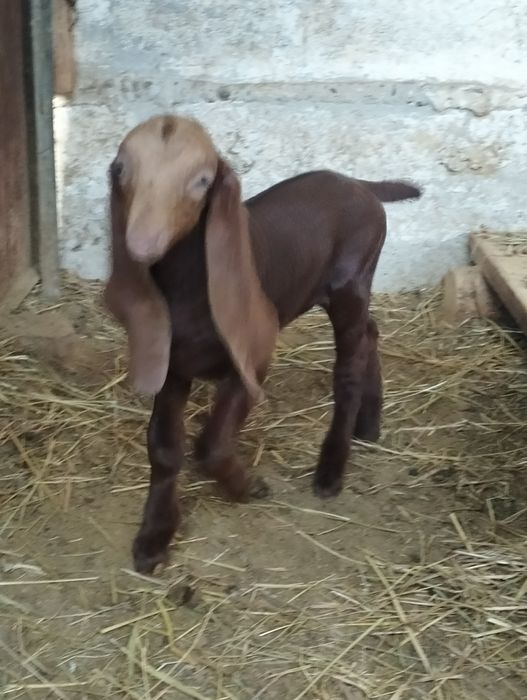 Продается козлёнок 50%камори, 50% битал !