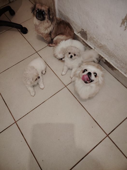 Пекинезчета бели на 60 дни