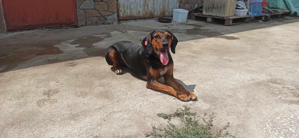 За осиновяване