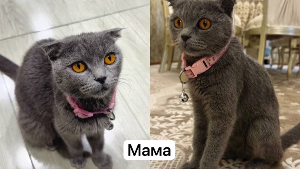 Продаются котята 2мес.