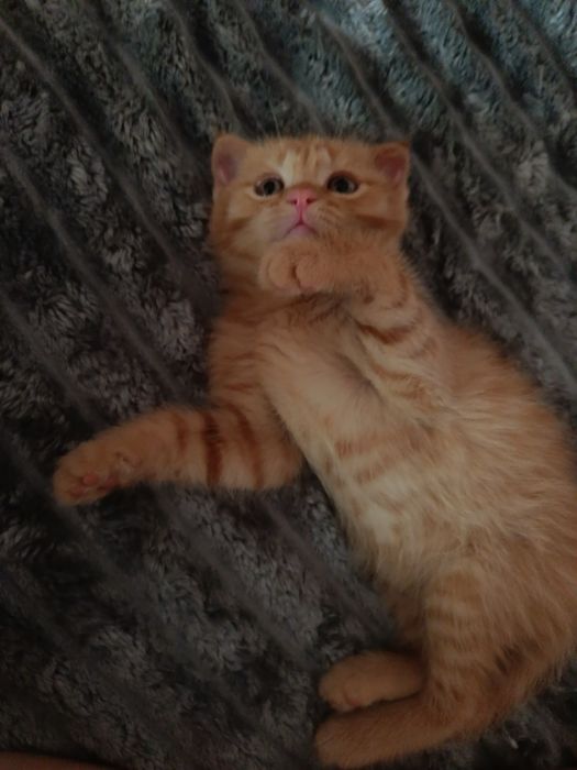Котята бесплатно